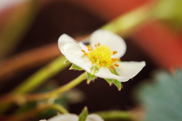 Flor do Morango