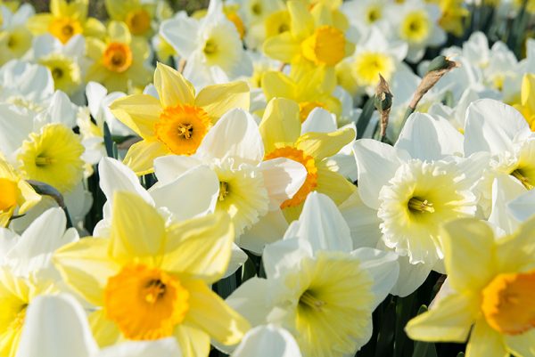 Flores