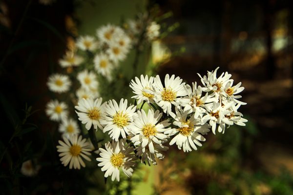 Flores do Sertão