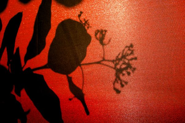 Sombras Tropicais 1
