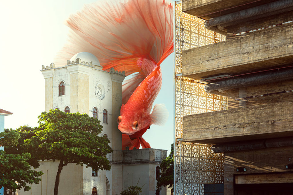 recife surreal quadros fine art peixe fora d'água malakoff fotografia