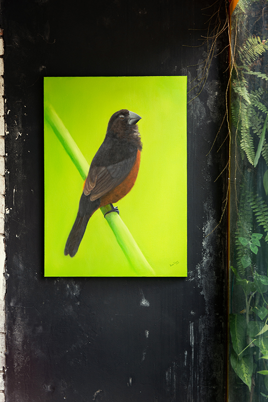 curió (sporophila angolensis) pintura painel Óleo sobre tela 50x70cm