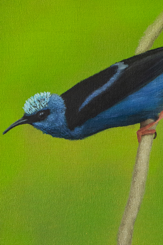 saíra beija flor (cyanerpes cyaneus) pintura painel Óleo sobre tela 27x35cm